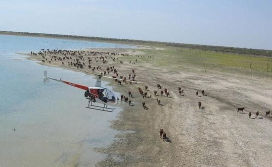 Chinese company set to become WA's biggest landholder after farm deal